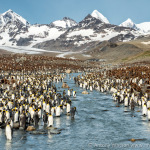 King Penguins South Georgia Island