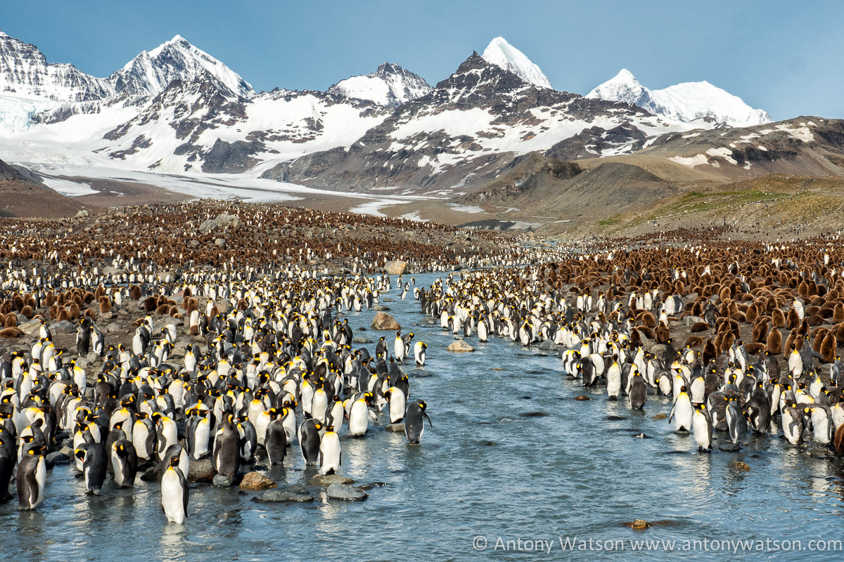 King Penguins South Georgia Island