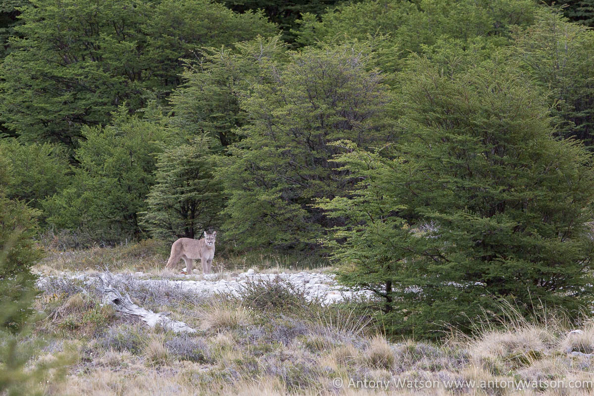 Puma - Patagonia Poincenot Fitz Roy